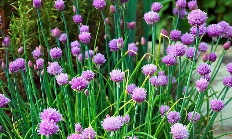 Chives