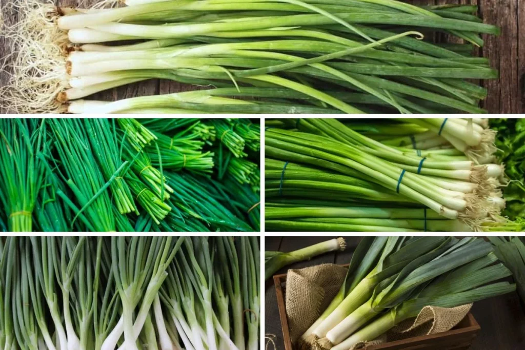 Choose the Leek Variety