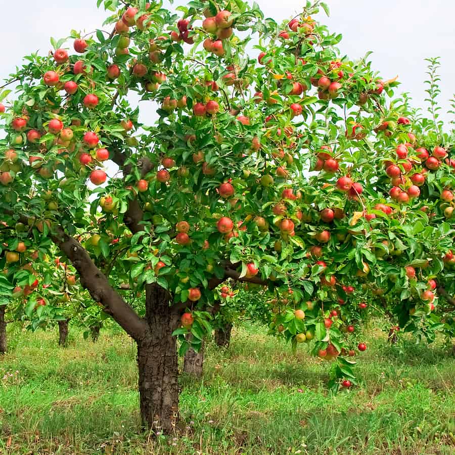 Choosing The Right Apple Tree Variety