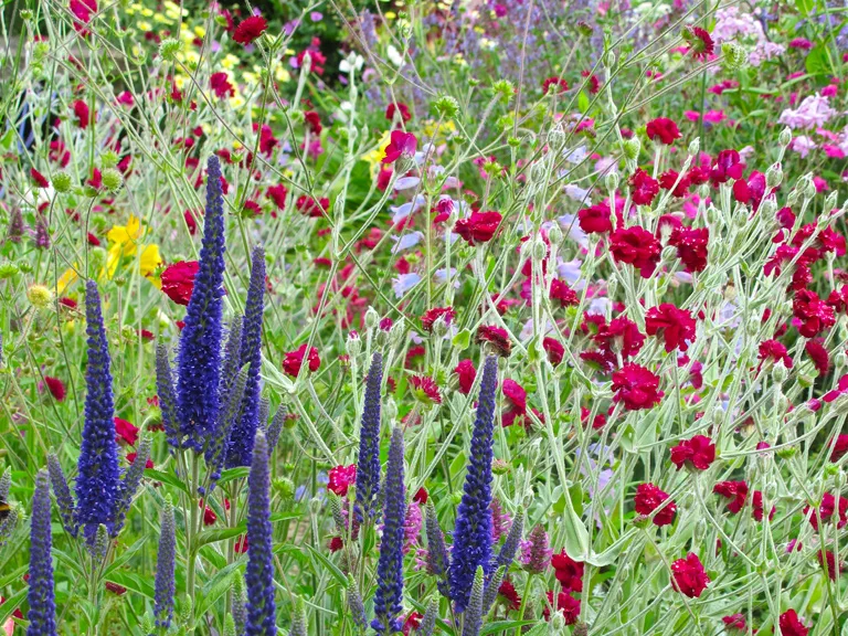 Choosing Your Herbaceous Border Plants