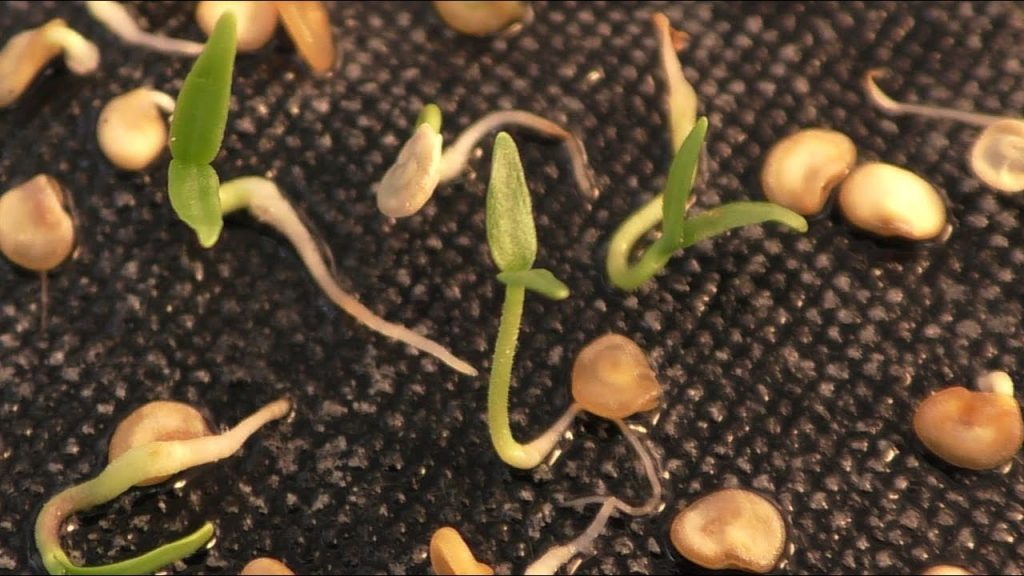 Choosing the Perfect Chilli Seeds