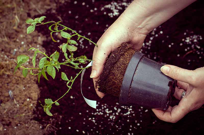 Choosing the Right Pot for Blueberries