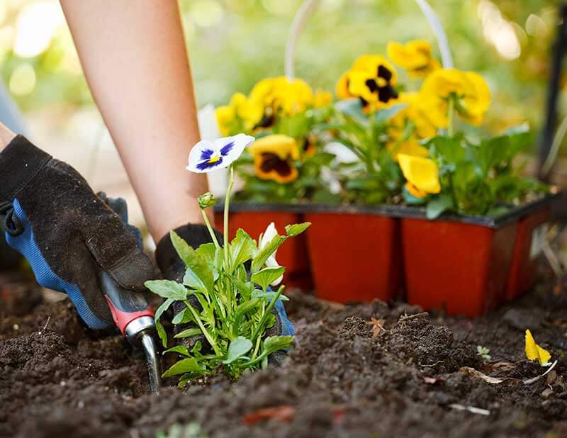 Choosing the Soil