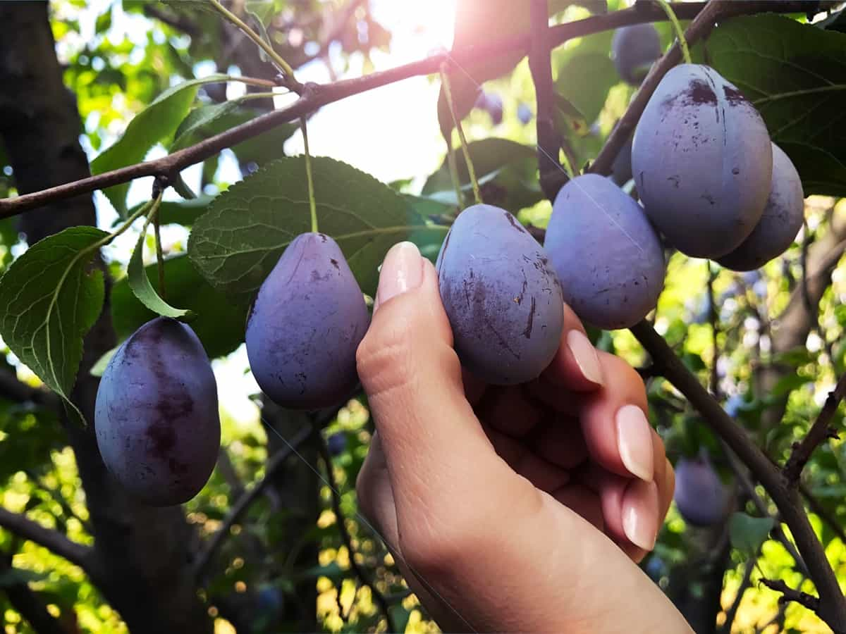 Choosing the Variety of Plum Tree