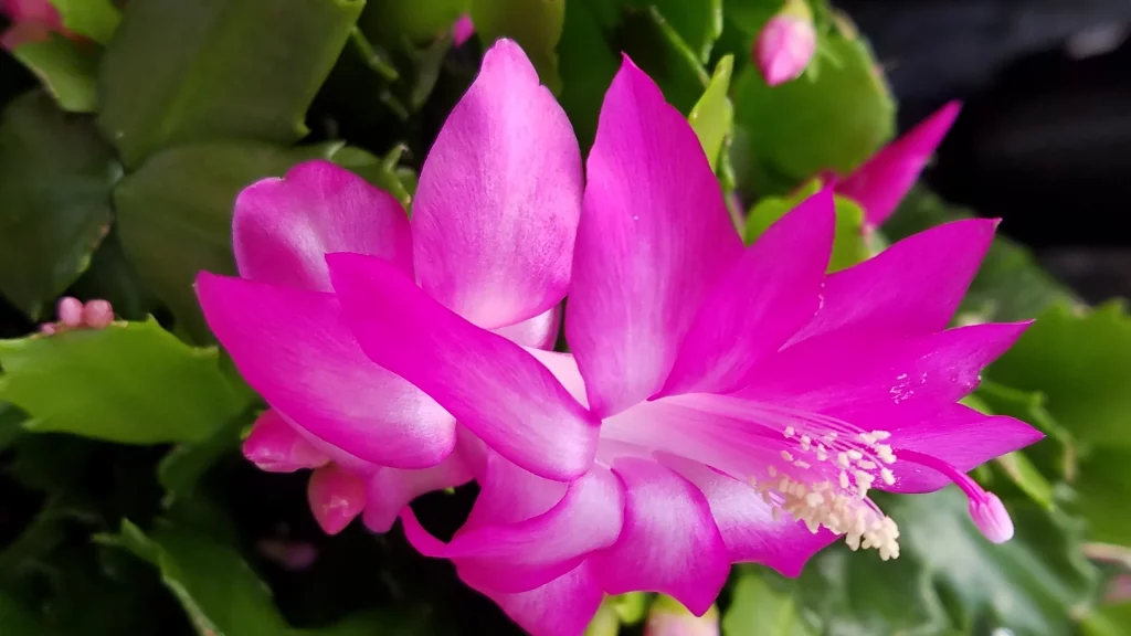 Christmas Cactus