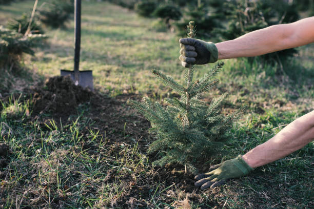 Christmas Tree Without Roots