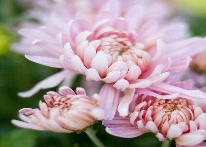 Chrysanthemum Allouise