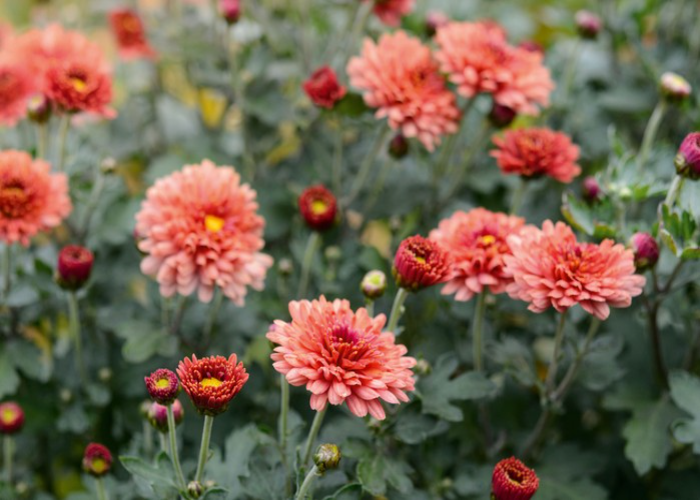 Chrysanthemum Bronze Elegance