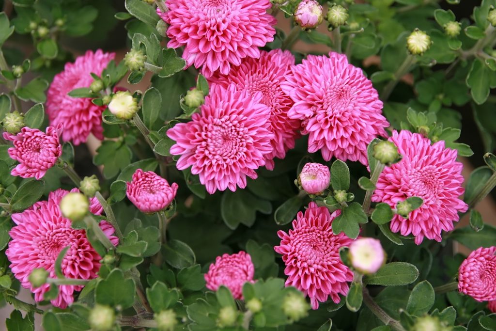 Chrysanthemum Debonair