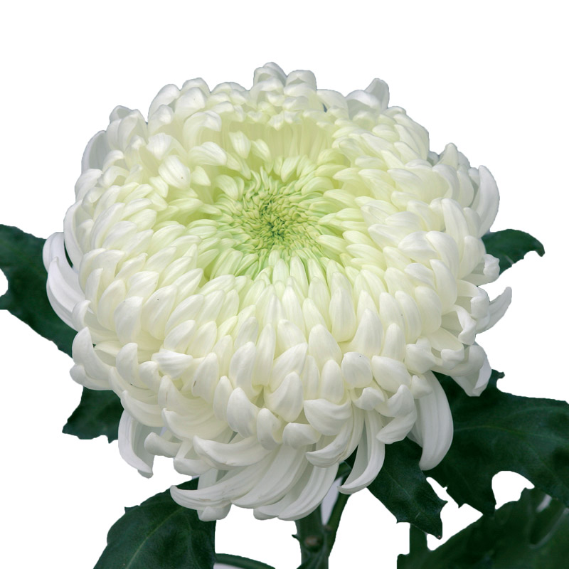 Chrysanthemum May Shoesmith