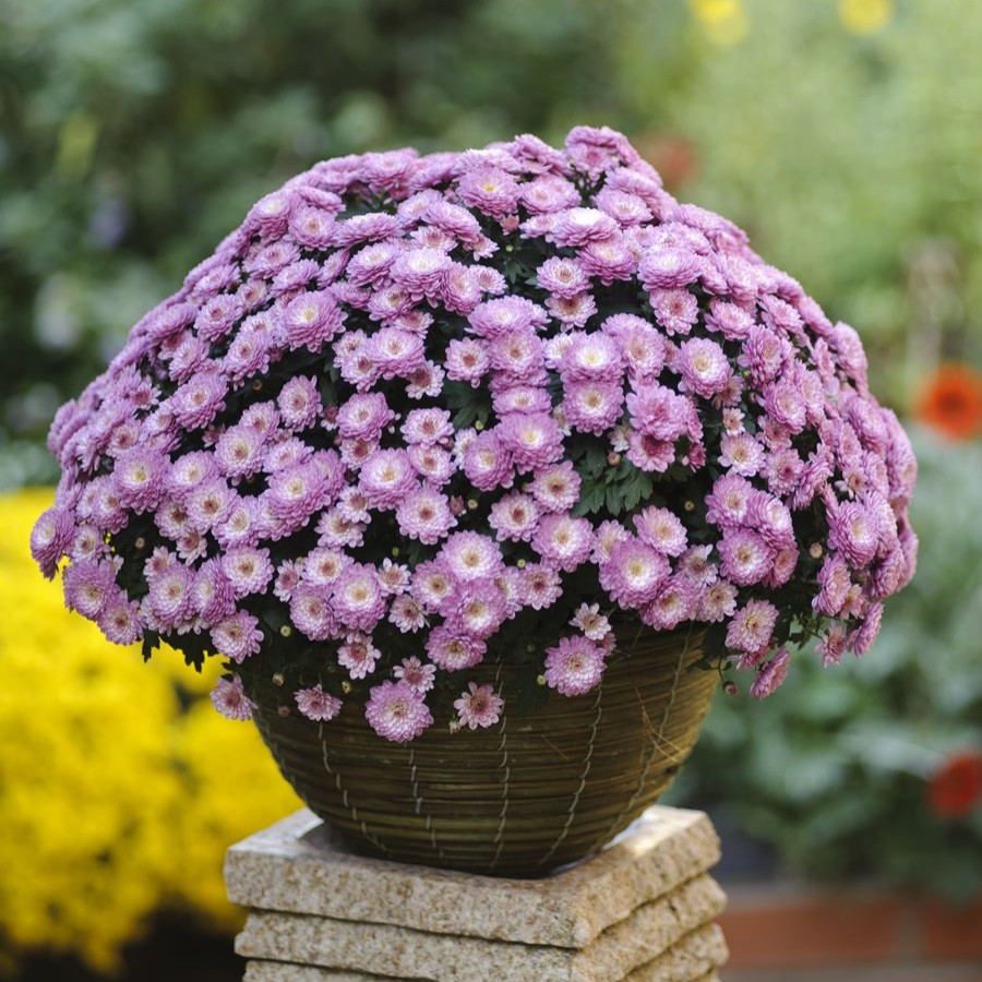 Chrysanthemum Mezzo Magenta