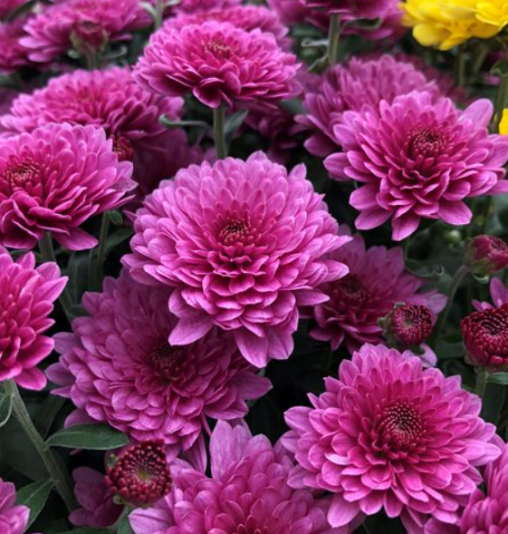 Chrysanthemum