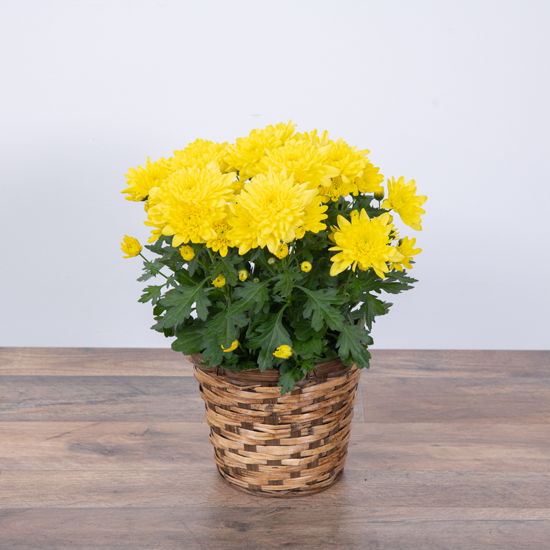 Chrysanthemum