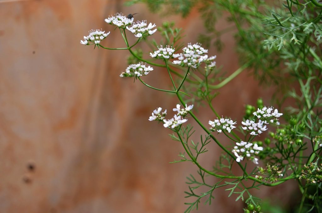 Cilantro