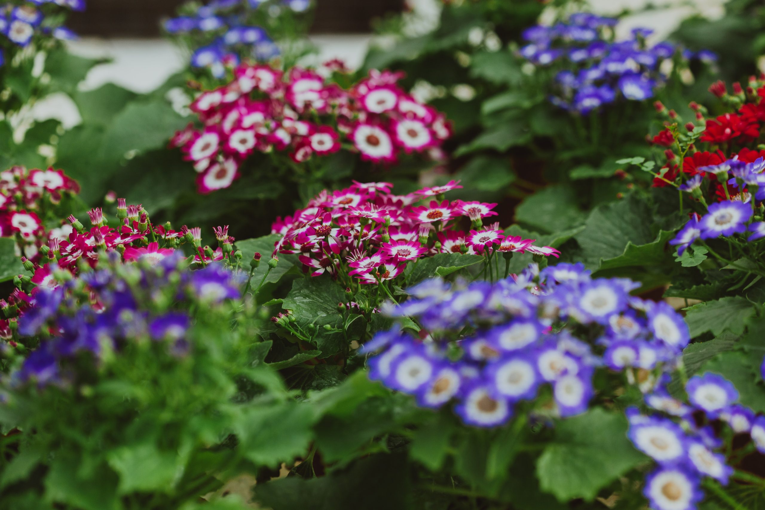 How to Grow and Care for Cineraria Plants