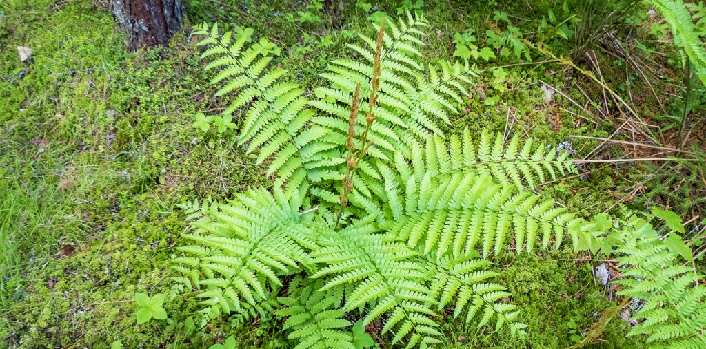 Cinnamon Fern