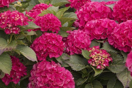 Cityline Paris Hydrangea