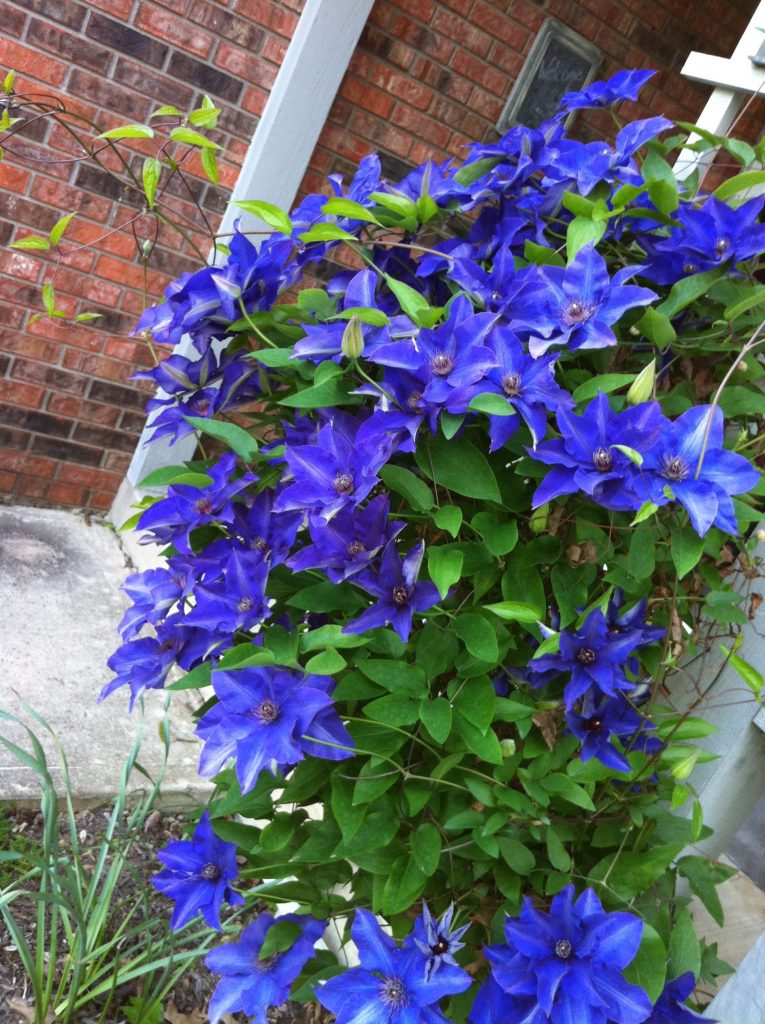 Clematis