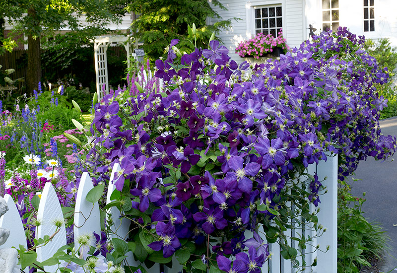 Clematis