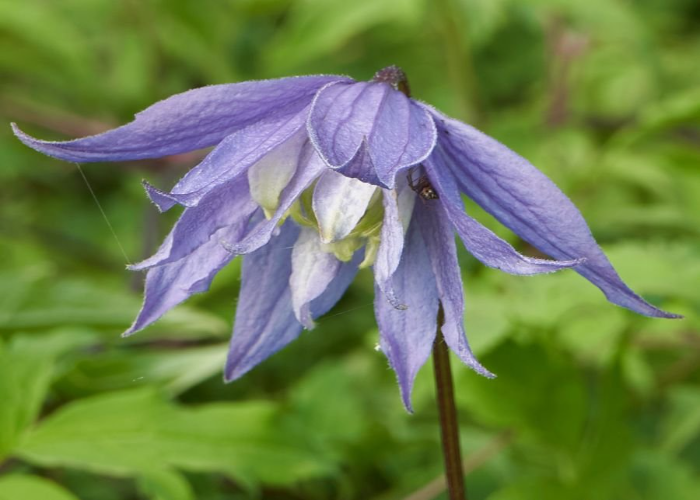 Clematis Alpina