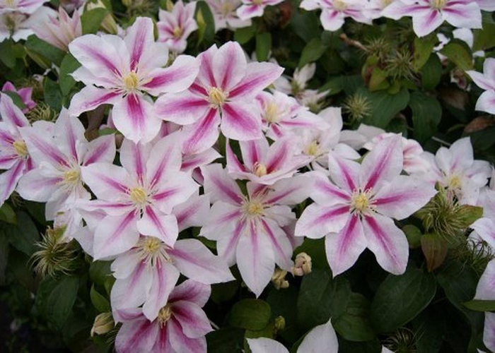 Clematis Andromeda