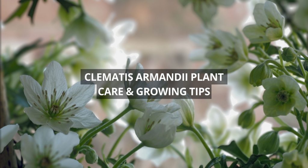 Clematis Armandii Plant Care & Growing Tips