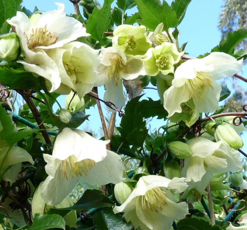 Clematis Cirrhosa