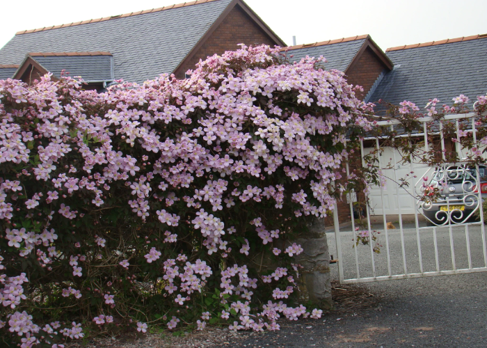 Clematis Montana