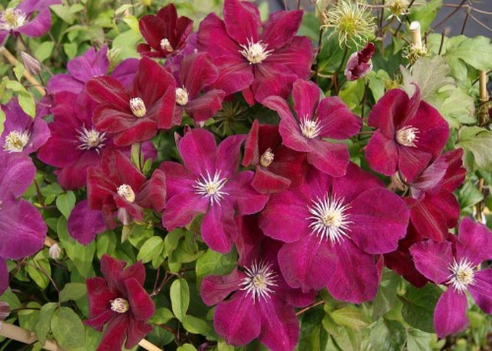 Clematis Rouge Cardinal