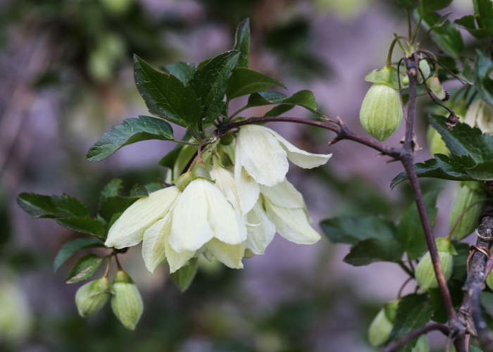 Clematis