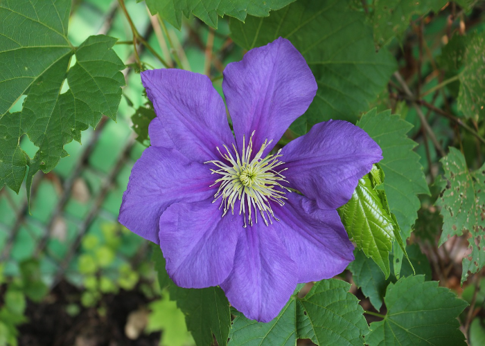 Clematis