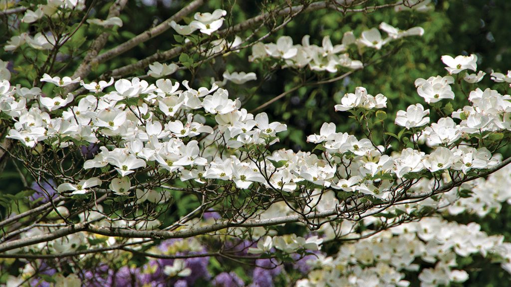 Climate and Soil Conditions for Dogwood Trees