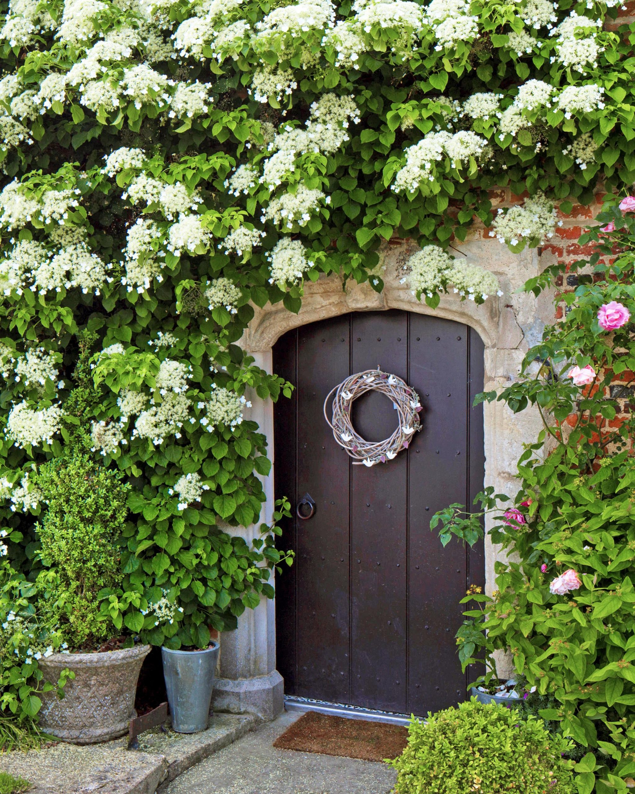 Climbing Hydrangea- Common Problems Solved and Care Explained