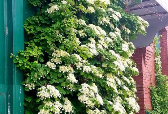 Climbing Hydrangea