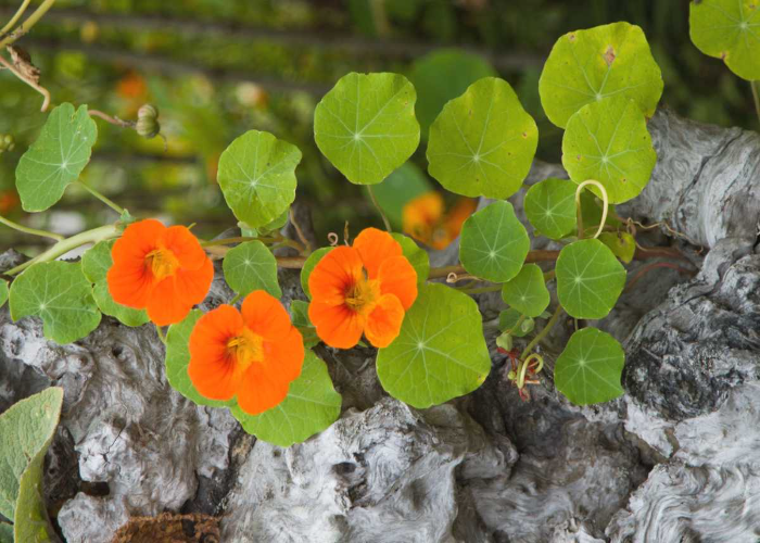 Climbing Nasturtiums