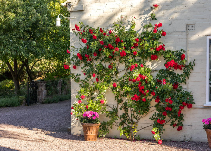 Climbing Rose