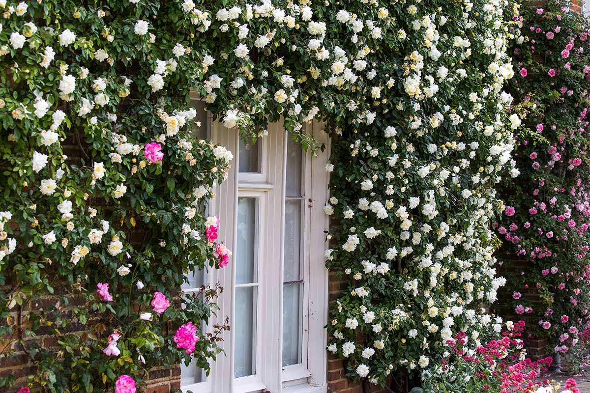 Climbing Roses