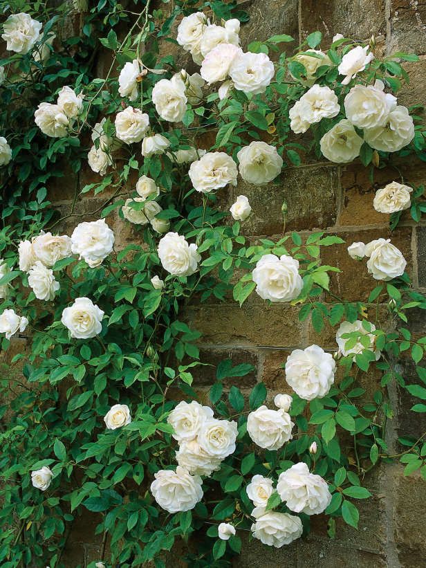 Climbing Roses