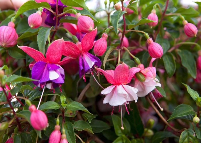 _Climbing fuchsia