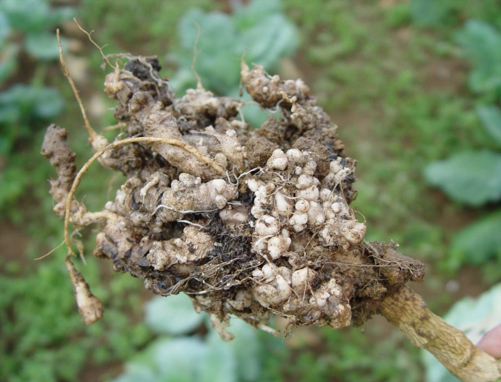 Clubroot