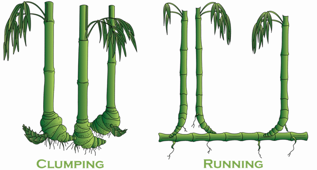 Clumping Vs. Running Type Bamboos