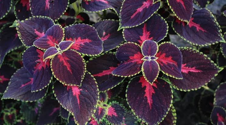 Coleus