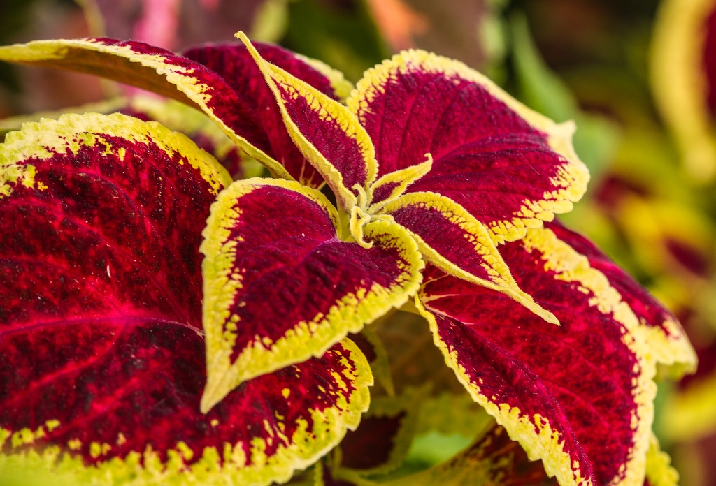 Coleus