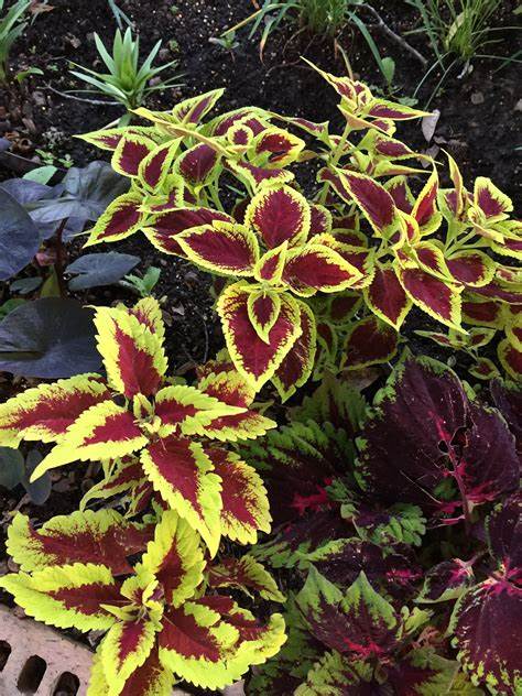 Coleus