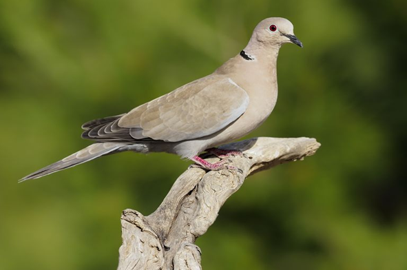 Collared Dove