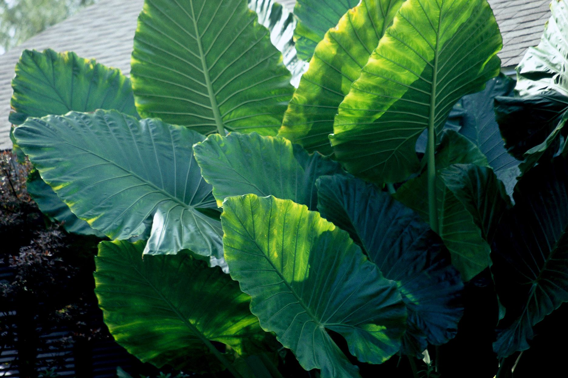 How to Grow and Care for Colocasia ‘Elephant Ear’ Plants