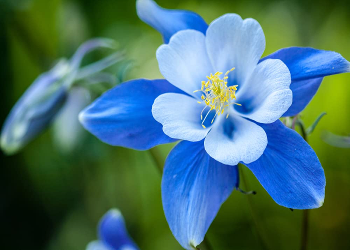 Colorado Blue Columbine