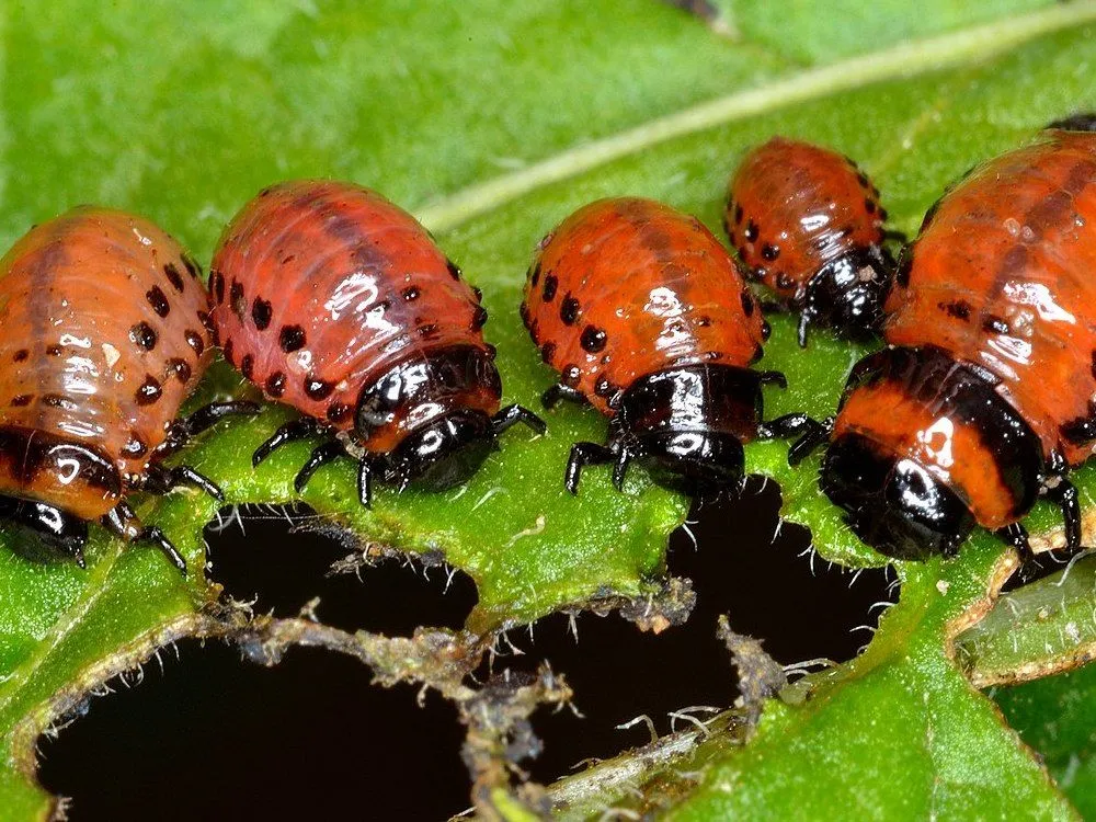 Colorado Potato Beetle .jpg