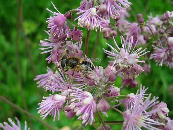 Columbine Meadow Rue (Thalictrum aquilegifolium)