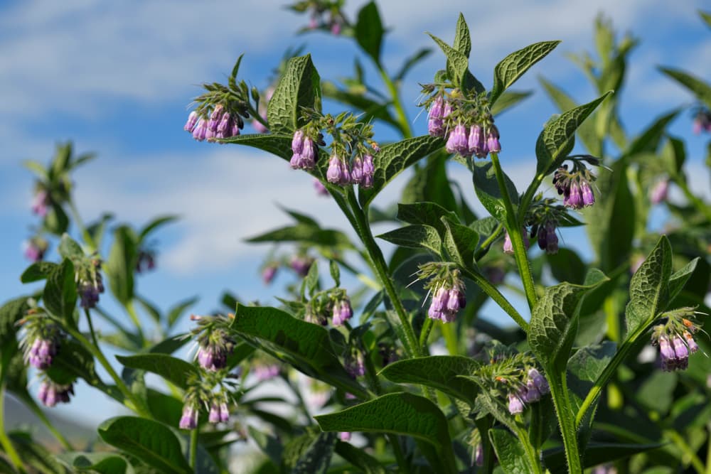 Comfrey